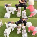 무인37 | 고덕 애견카페:무인 애견카페 ‘고덕 애견놀이터’ 내돈내산 후기