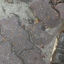 씨유하동화개장터점 | [구례•하동 여행] 애견동반 여행 화개장터|목월빵집|재첩정식|밤톨