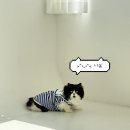 오즈스튜디오 | 천안아산 강아지고양이사진 해피어스튜디오 촬영후기