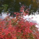 우리 동네 단풍 명소_가을에 피는 꽃 ‘단풍’ 가까이서 즐겨요 이미지