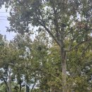 아델레이드 | 애들레이드 프린지 축제 (Adelaide Fringe Festival) 2026 후기 및 티켓예매 링크