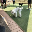 구월유치원 | 강아지 유치원 비용 대형견 가격 상담 후기