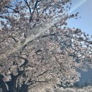 황새울공원 내 | 분당중앙공원/분당구청 잔디광장/탄천 벚꽃 산책