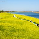 영산포홍어 이미지