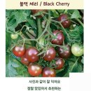 블랙체리