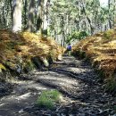 피스테라 이미지