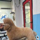 프로펫애견종합전문교육원