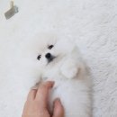 예쁘장이 이미지