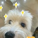 복슬 강아지 이미지