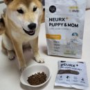 퍼피앤맘 이미지