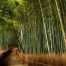 소리의 숲 이미지