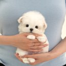 보성애견 이미지