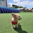 조강로 56번길 | [꼬똥이네 애견 운동장 카페 후기] 수영장+운동장+방갈로까지! 달미와 찐 행복한 하루🐶💦