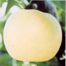 큰솔농장 이미지