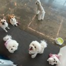 우리동네펫 이미지