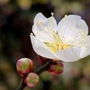 말티고개 봉황교 이미지