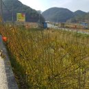 순천-17호 이미지