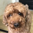 오멍 | 강아지고양이 수제사료/화식 추천 :: 오멍식맘마 테린&amp;퓨레 급여후기