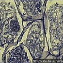 한국춘란과 균근균(菌根菌-mycorrhiza)16/뿌리와 내생균근균(內生菌根菌)09/난균(蘭菌)6(한난이347) 이미지