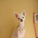 성내동물병원 이미지