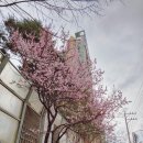 방배카페거리 2-17 이미지