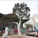 백송 Daum카페
