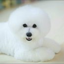 모찌애견샵 이미지