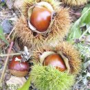 늘밤농원 이미지