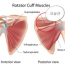 허니바디 스포츠 이미지