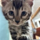 빙글뱅글캐터리 이미지