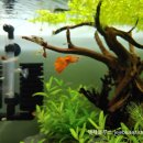 구피 카카오 검색결과