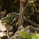 흥안대로27번길 이미지