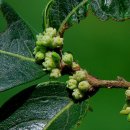 만두나무 이미지