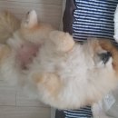 펫살롱모우 이미지