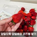 코즈멜 딸기 아삭하고 맛있는 우팜사 500G 택배배달 주문 솔직 후기