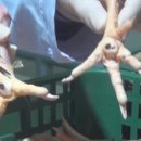 경성닭발 이미지