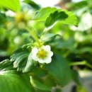 춘월농장 이미지