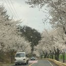 벚꽃100리길 활성 | 대구 근교 영천 벚꽃 명소 '4월 영천댐 백리벚꽃길' 드라이브 후기