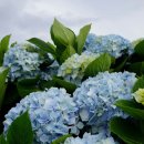 종달리수국길 이미지