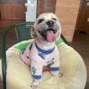 돌봐줄개 이미지