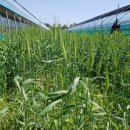 금산청계농장 이미지