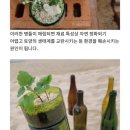 양양새활용 이미지