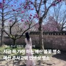 신암면041 | 예산 추사고택 수선화 • 목련 만개ㅣ주말데이트 • 서울 근교 봄 여행지 추천