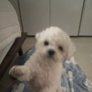 메롱