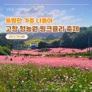 순광농장 | 11월 전북 가을 여행지 - 고창 청농원 핑크뮬리 축제 개화 후기