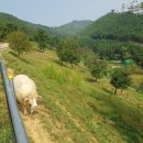 칠곡양떼목장 이미지