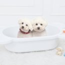 애견모델 이미지