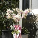 미림화원 이미지