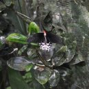 나비농장 이미지