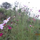 안동여자중학교 이미지